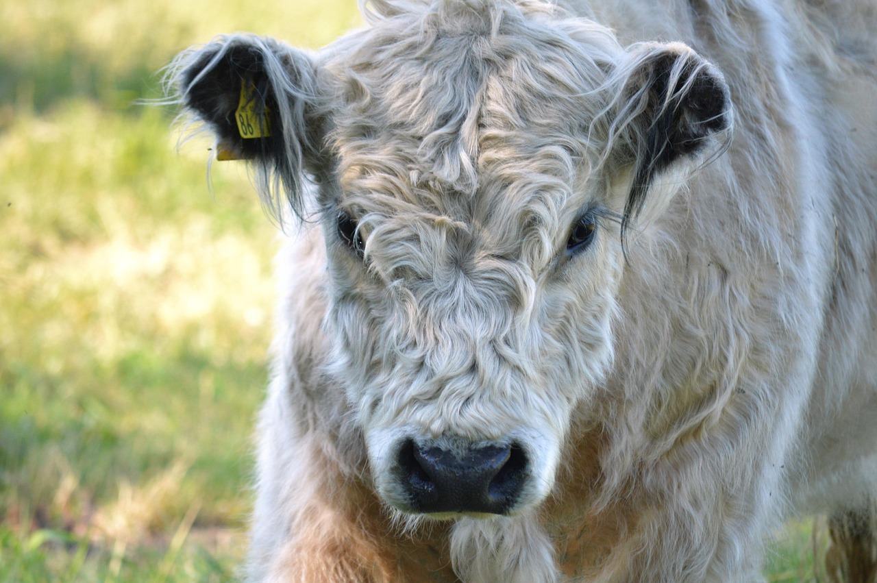 Ashfold Farm