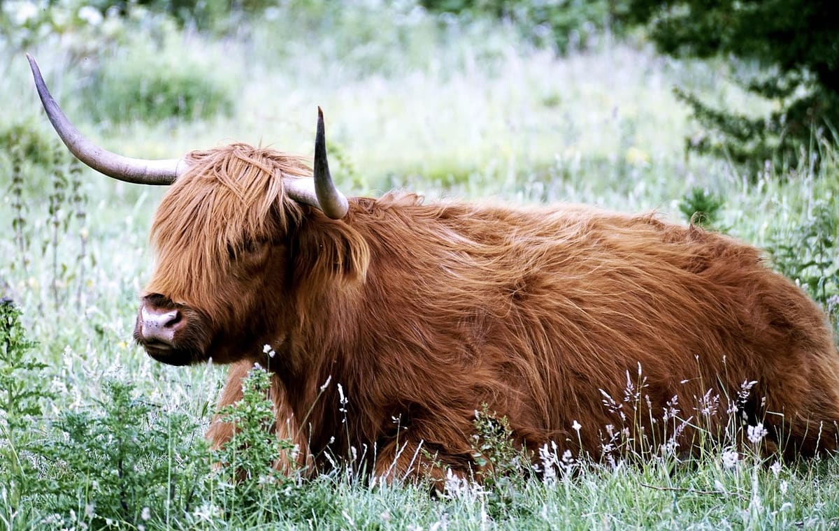 Fellside Cottage Farm