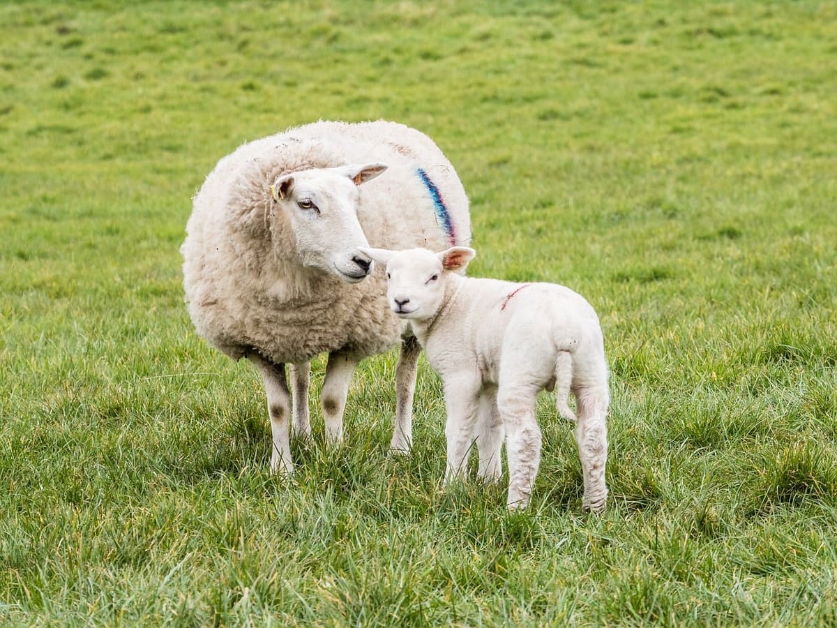Greenside Farm